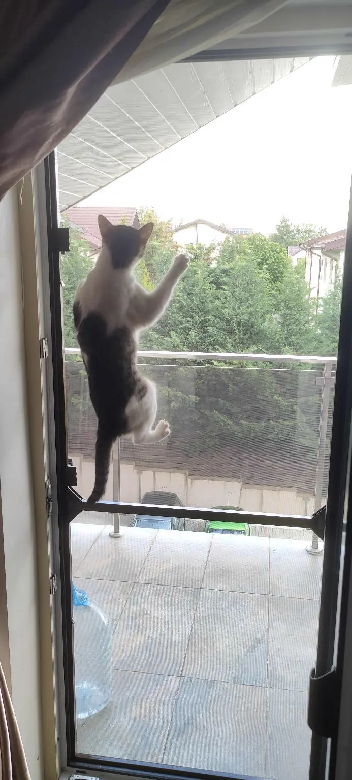 Plasă pe ușă balcon — siguranță pentru pisici